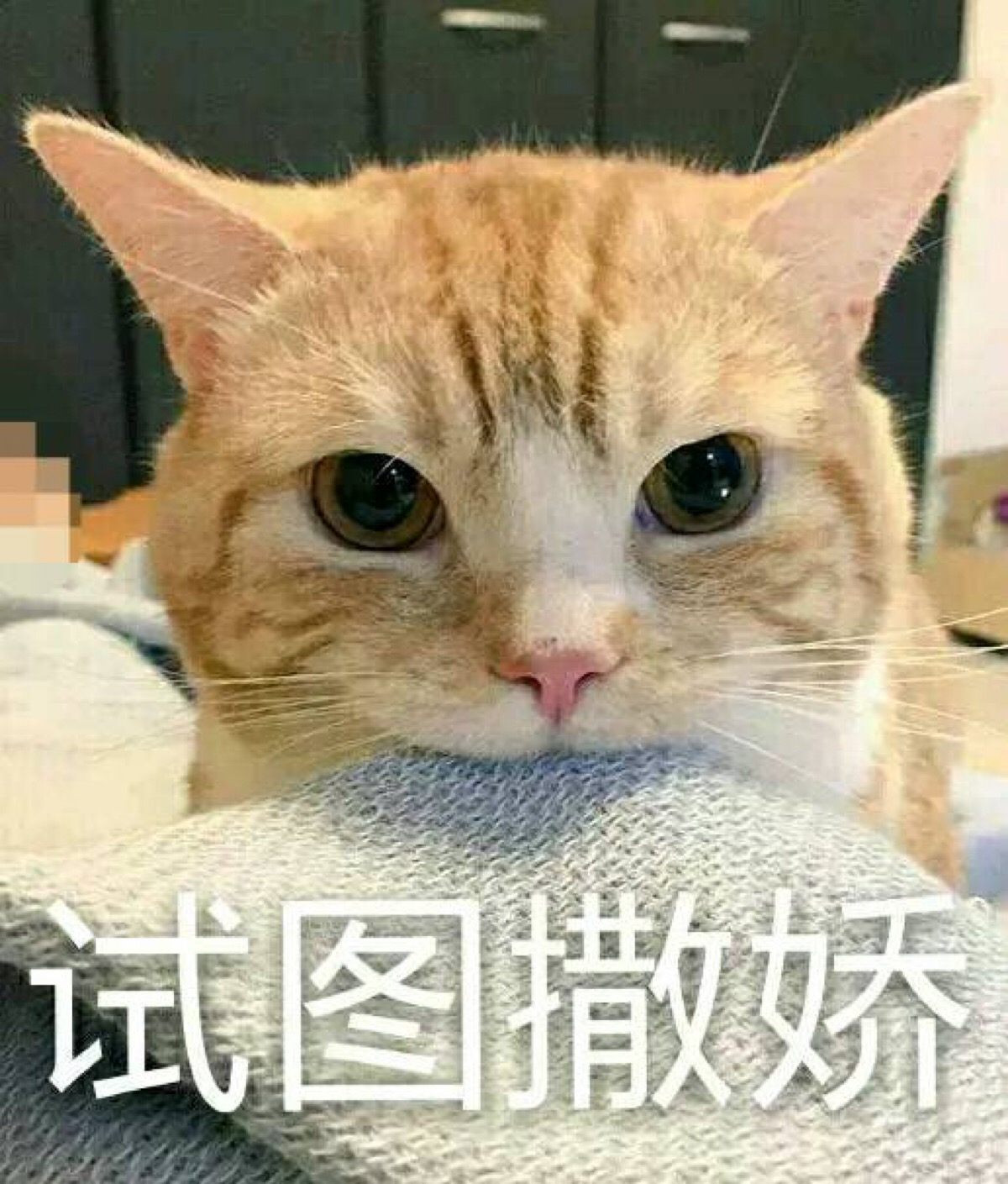 表情包 猫