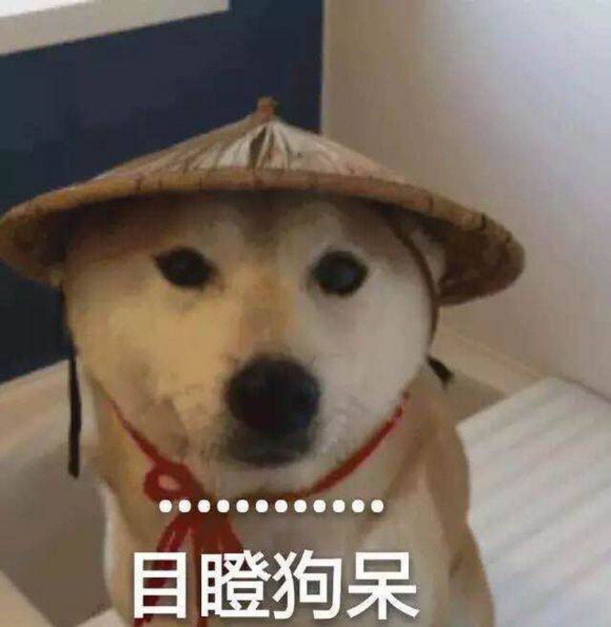 萌宠 #柴犬君 #表情包 #诶你这样让人很惊讶诶