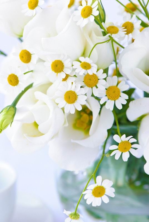 白菊
