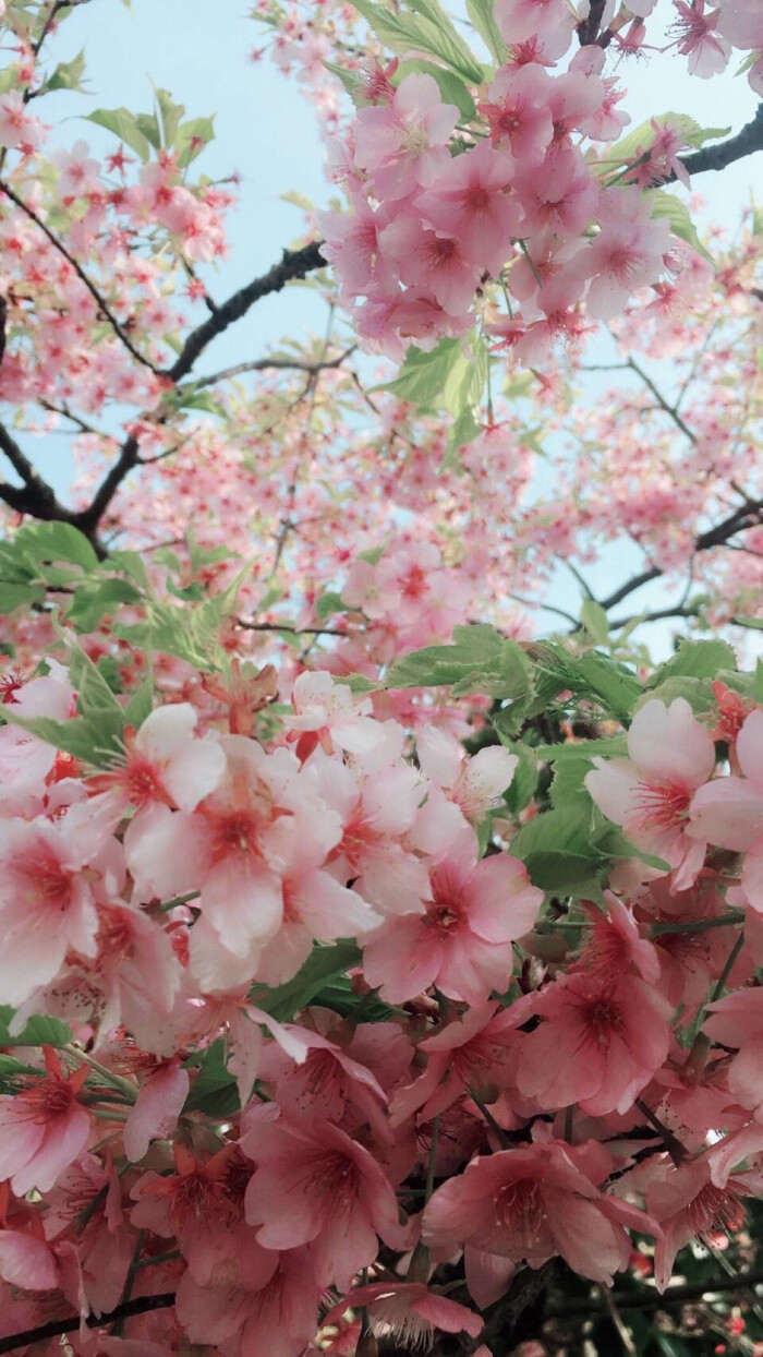 风景壁纸 花朵