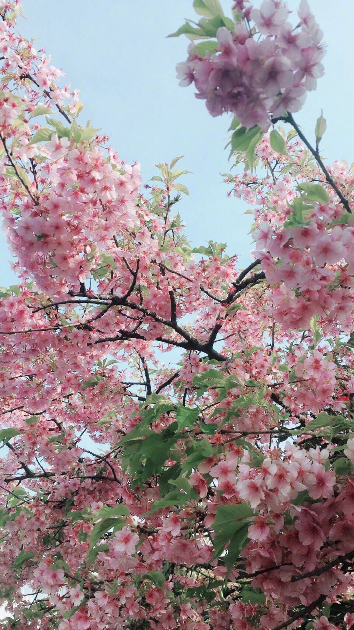 风景壁纸 花朵