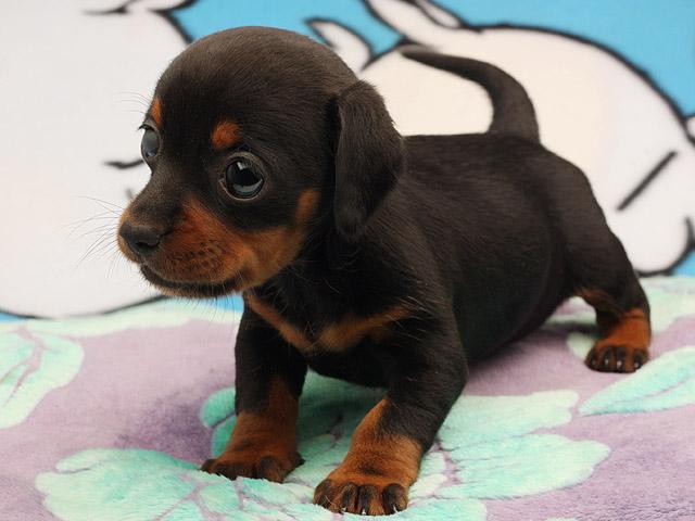 萌宠 杜宾犬 宠物 汪星人 幼犬 可爱 狗