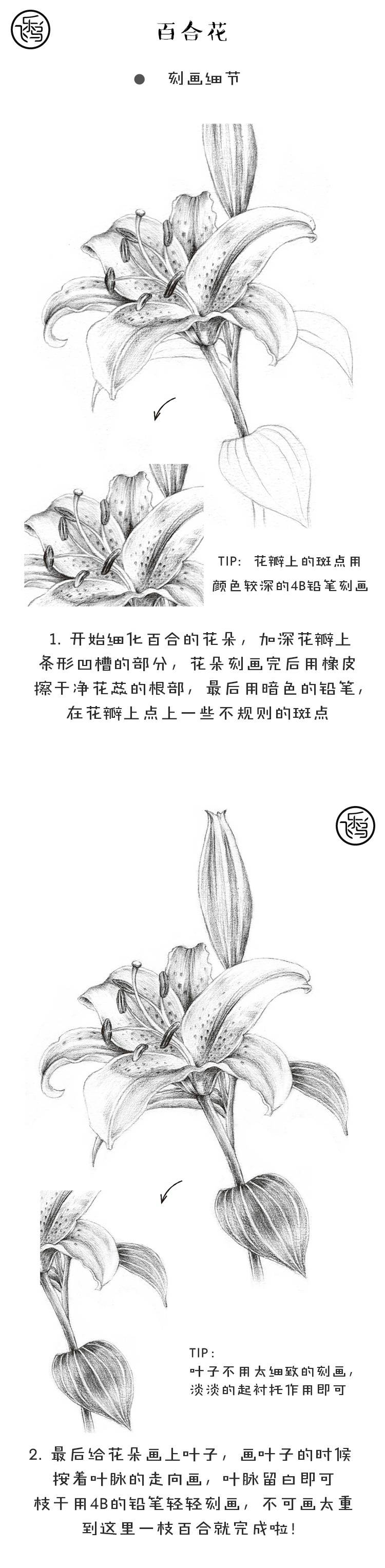 飞乐鸟的周末绘时光# 素描小技巧get了没?画朵百合花试试吧[挤眼]!