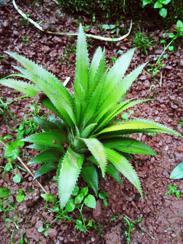 种菠萝