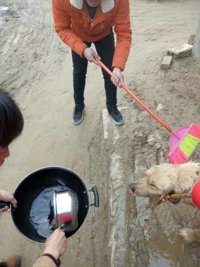 厉害了我的哥,掉粪坑了!