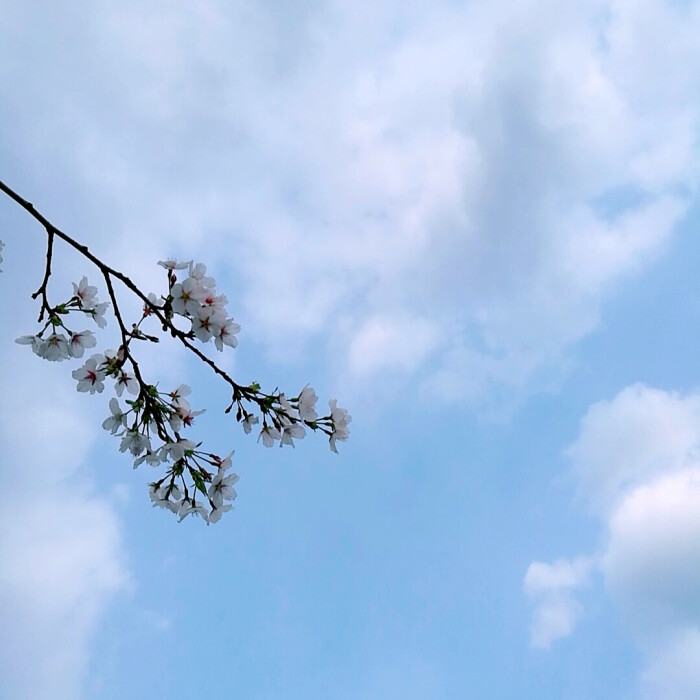 素雅的樱花,纯洁的蓝天