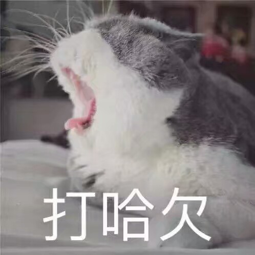 猫咪表情包