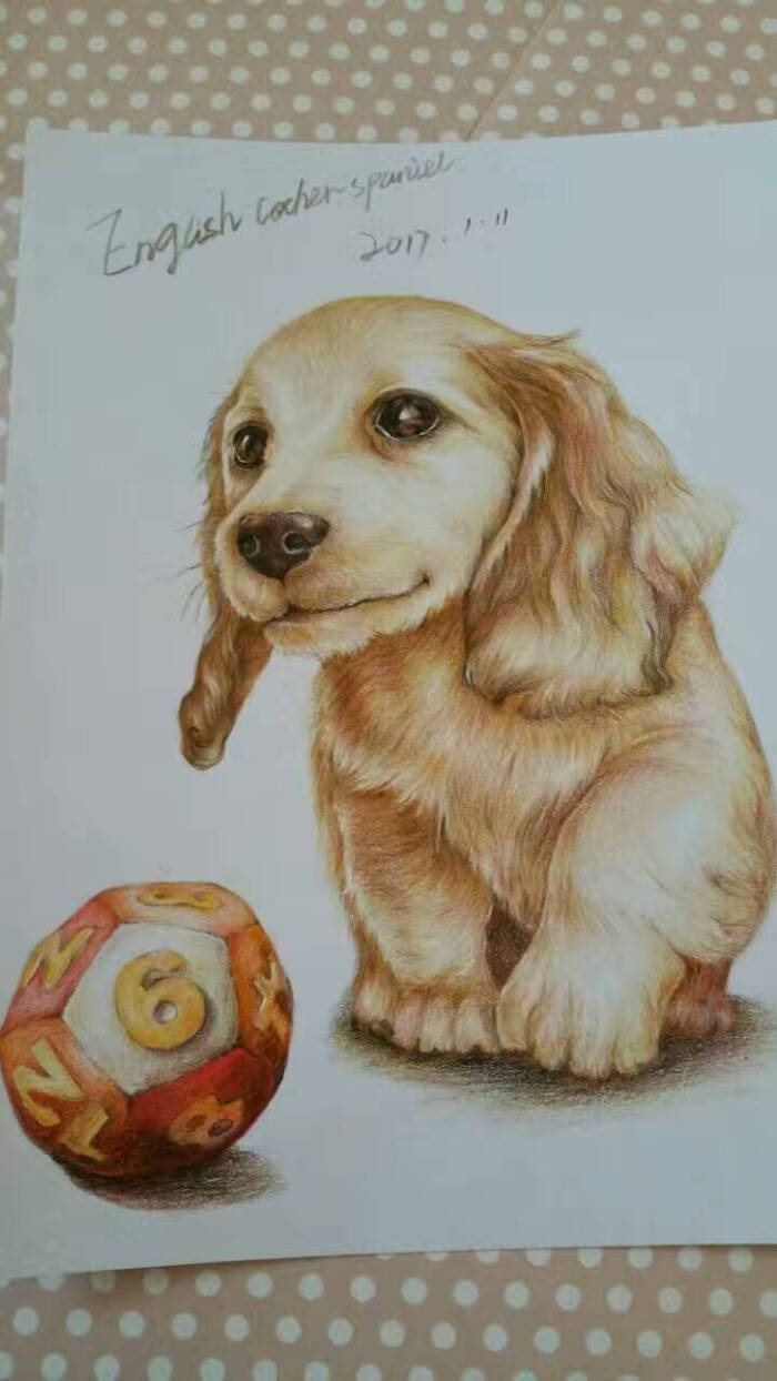 安妮彩铅临摹手绘//宠物狗__英国可卡犬