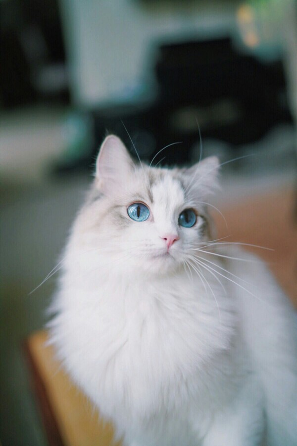 布偶猫 