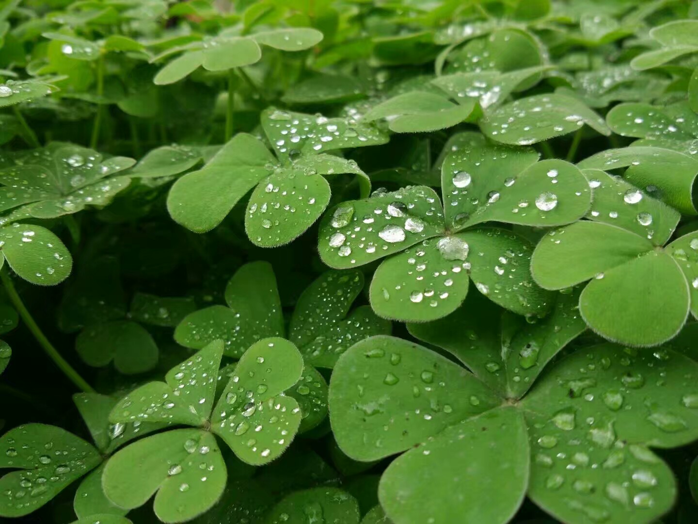 春天的气息,喜欢下过雨的早晨