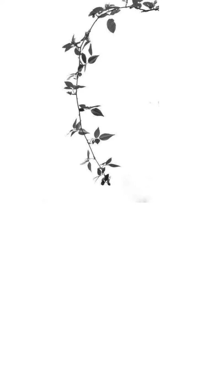 白色系 简约 清爽 治愈 枝叶 手机壁纸 聊天背景