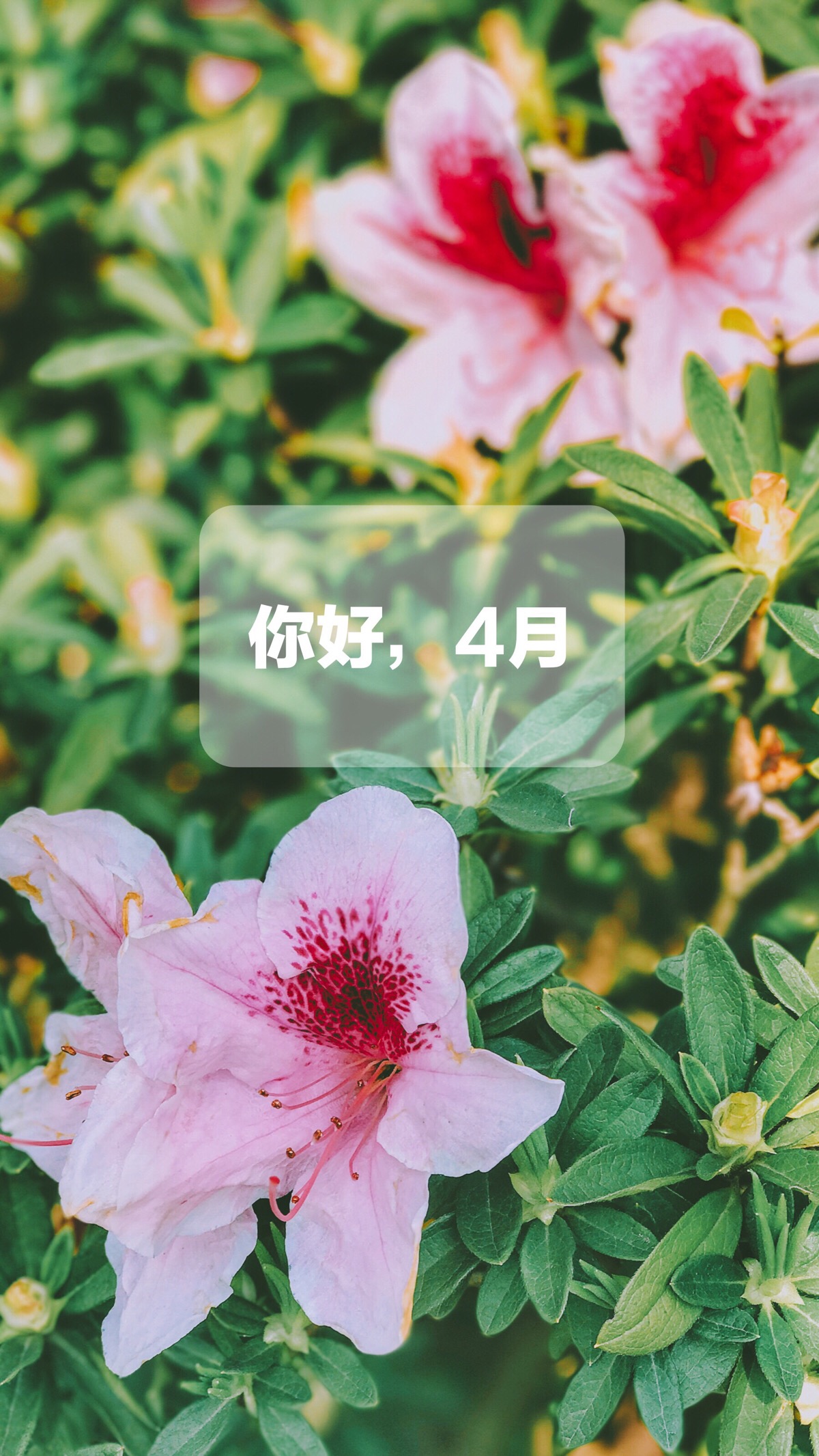 你好4月