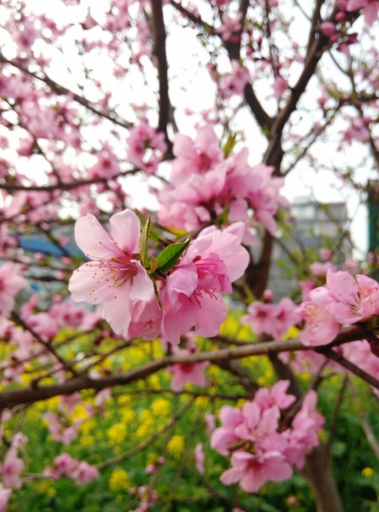 十里桃花灼灼其华