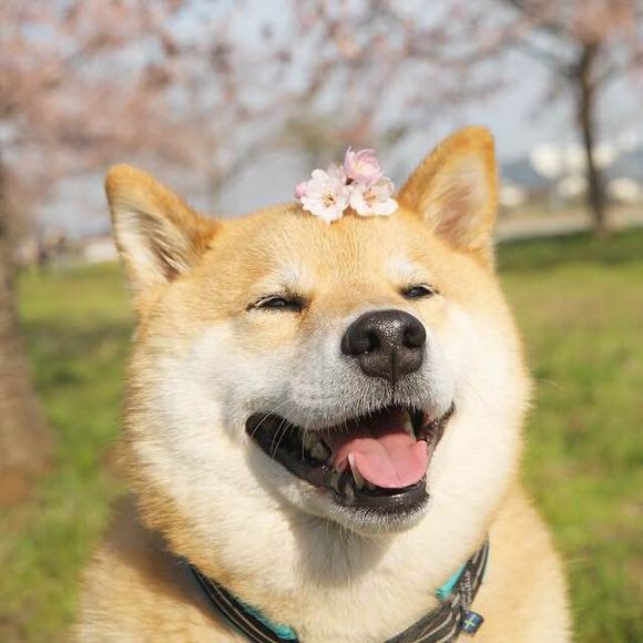 柴犬与樱花