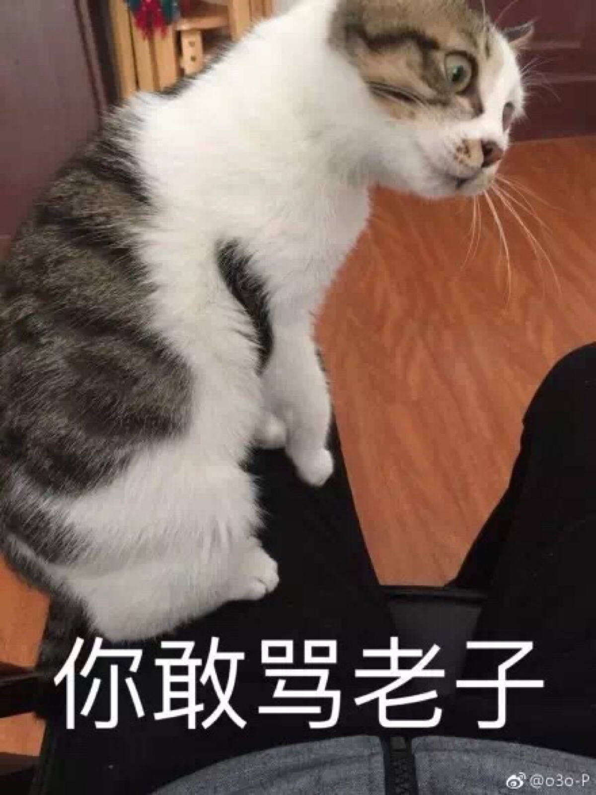 猫咪表情包