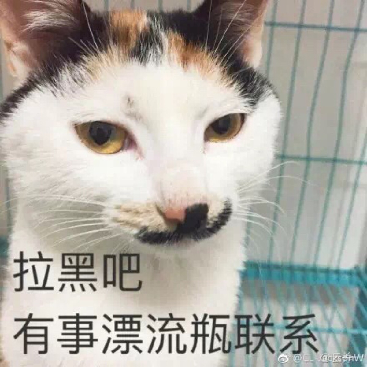 猫咪表情包