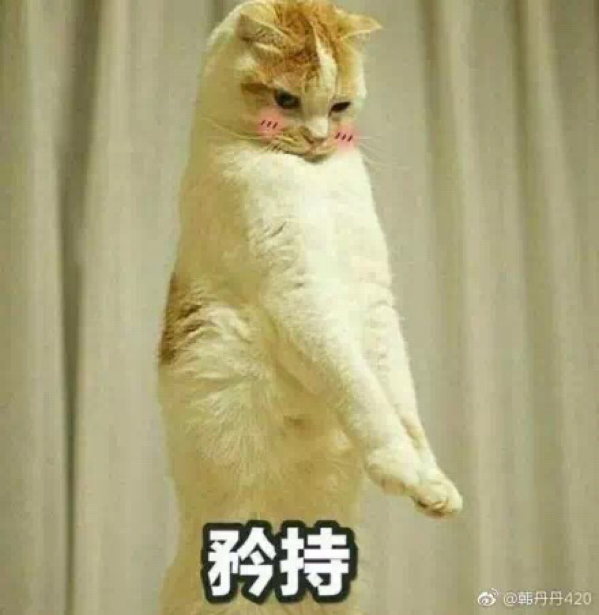 猫咪表情包