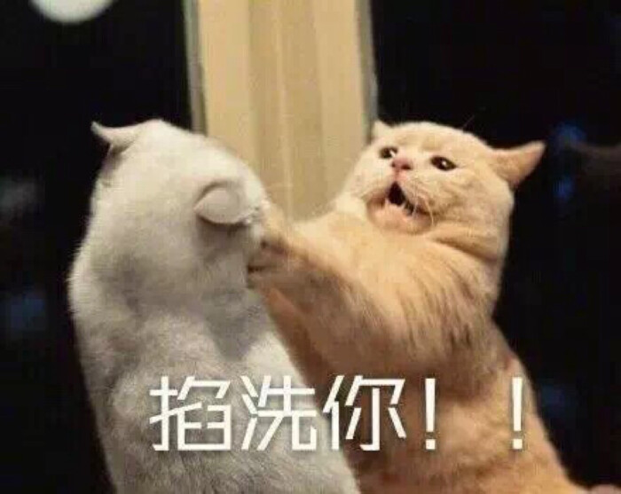 猫咪表情包