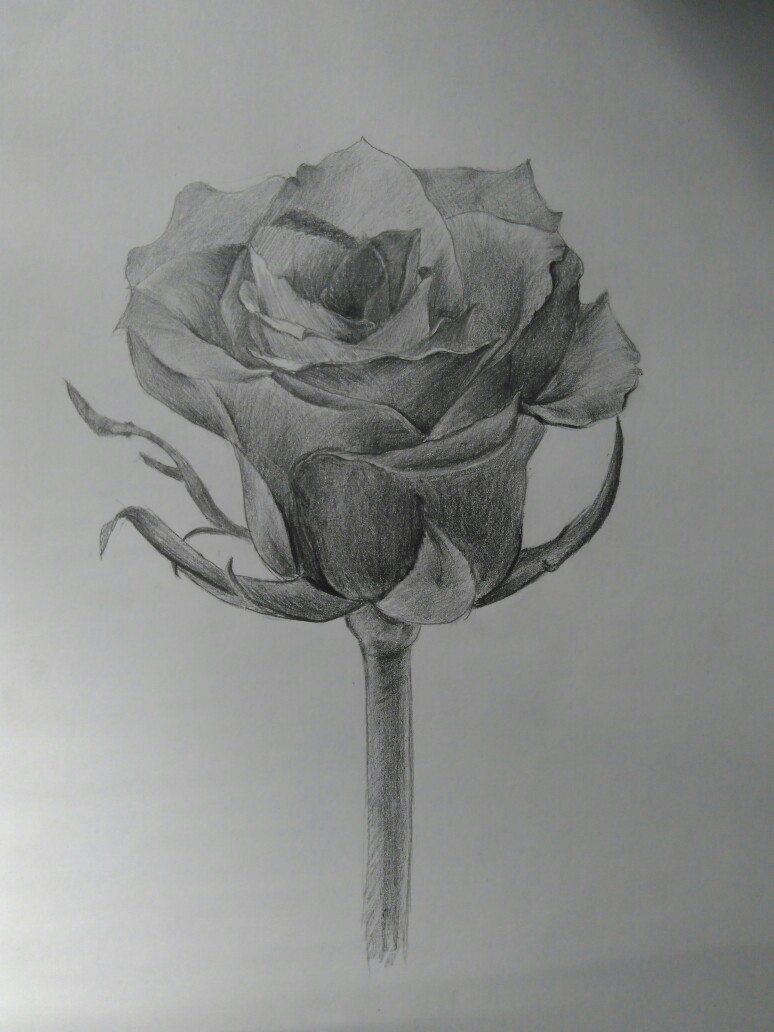 玫瑰花 照片写生 素描