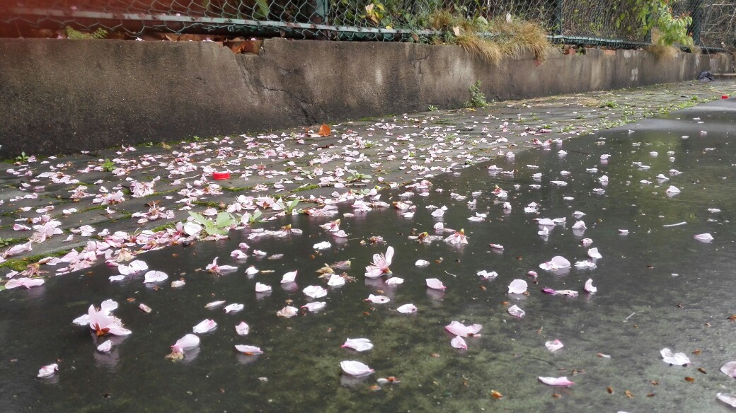 桃花谢了,恨春太匆匆