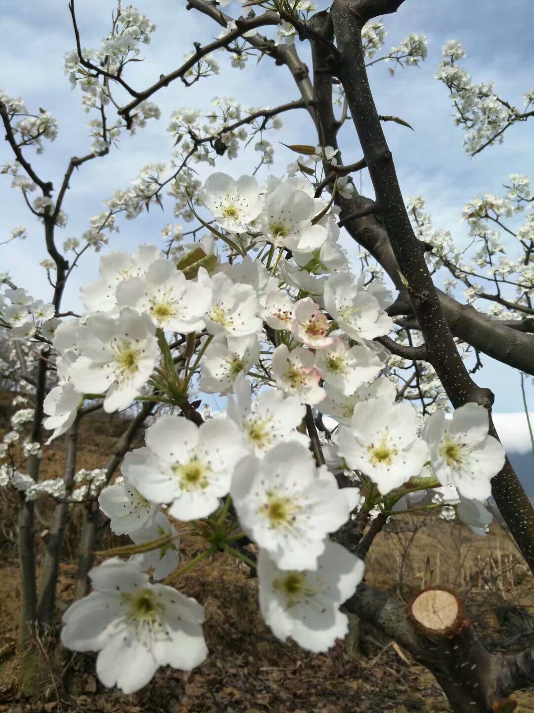 汉源梨花节