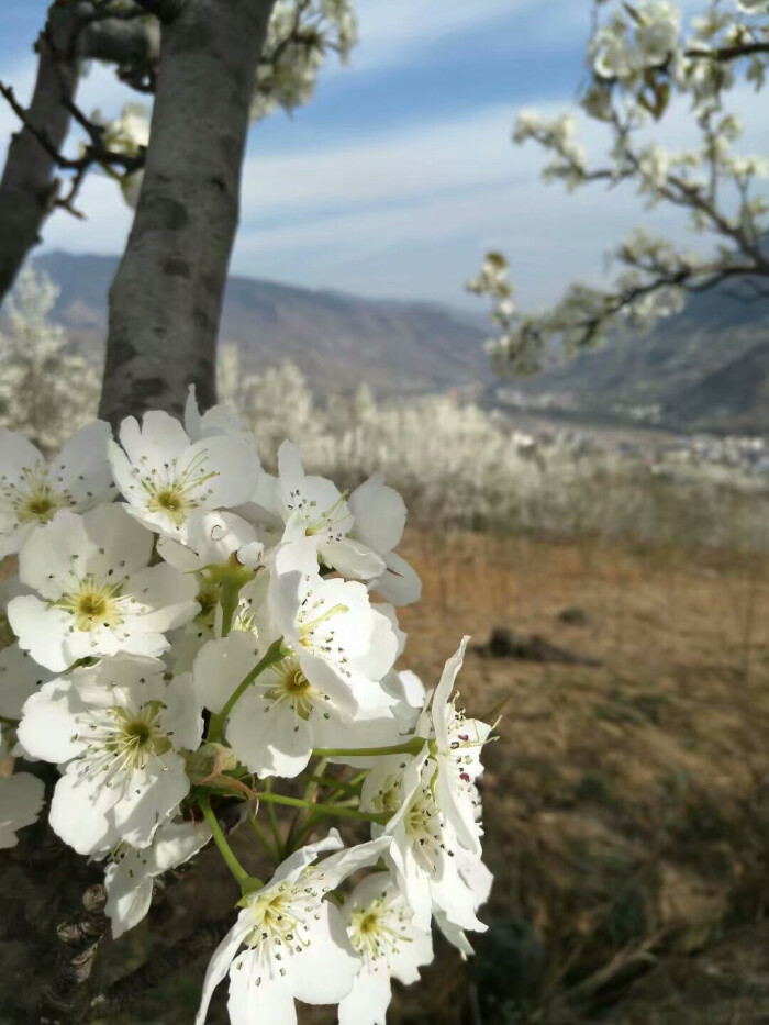 汉源梨花节