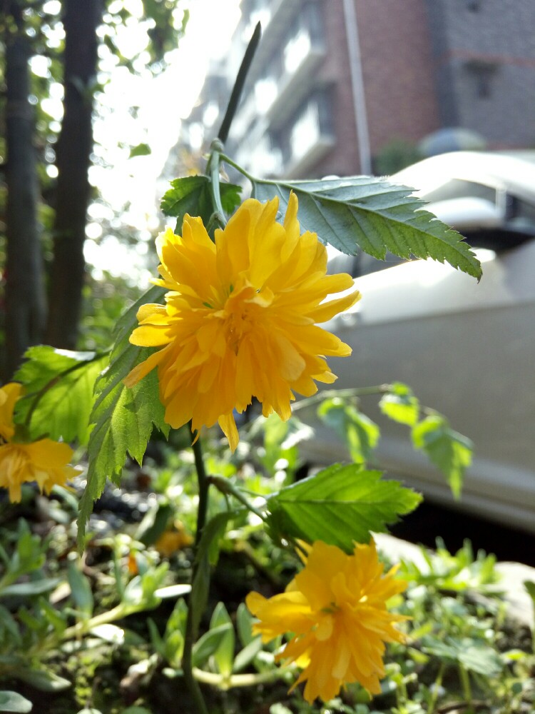 清明花 