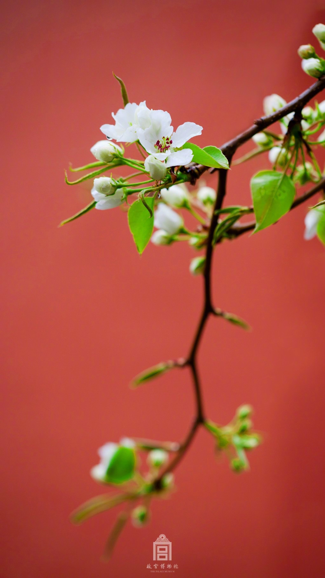 未要烘晴千树白,且看带雨一枝新" 照片取自@故宫博物院