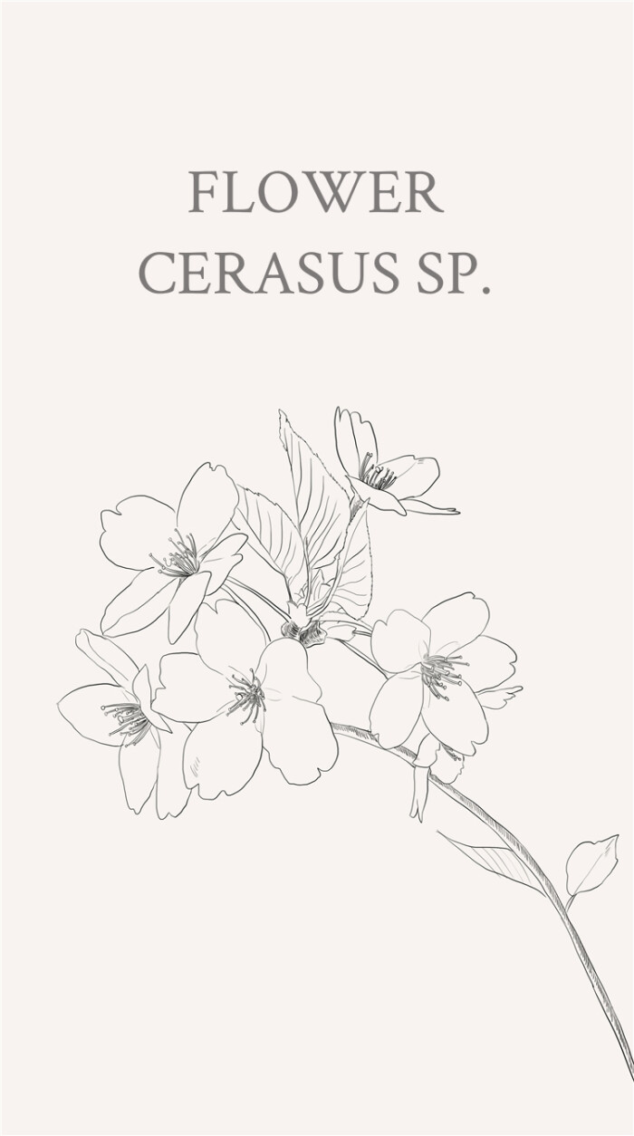 樱花(学名:cerasus sp.):是蔷薇科樱属几种植物的统称.