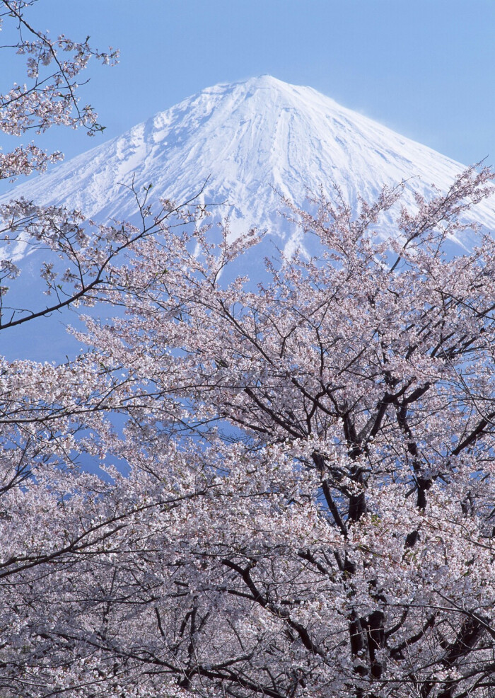 富士山 樱花 壁纸