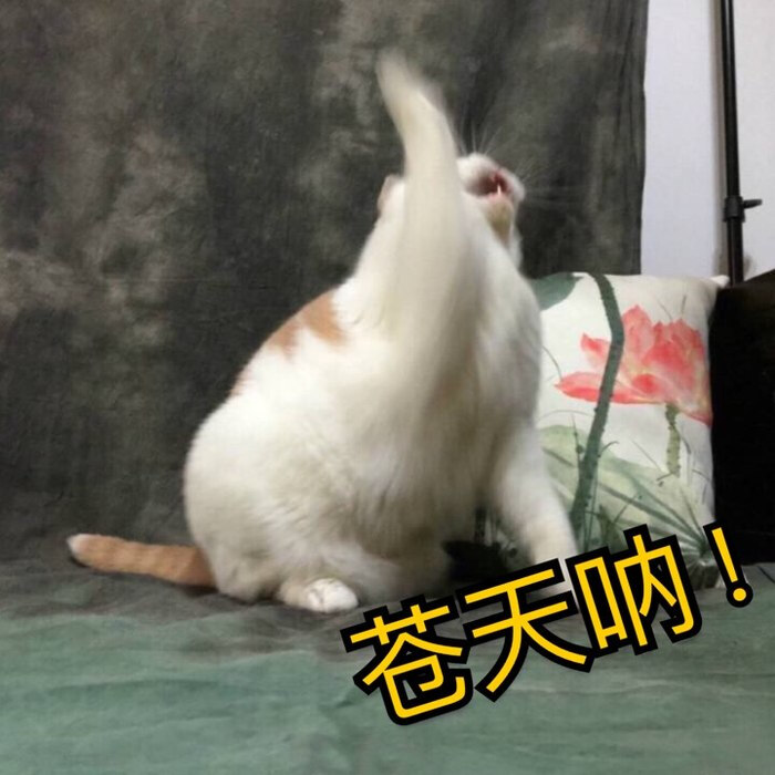 猫咪表情包