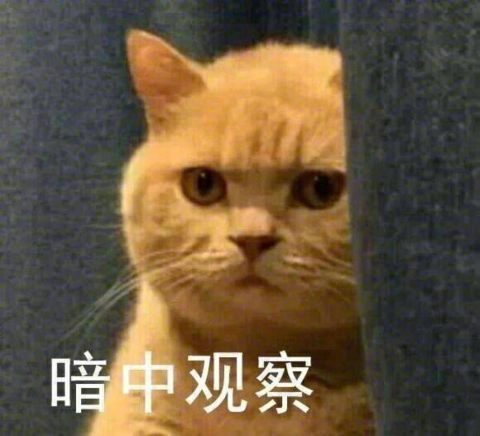 猫咪表情包