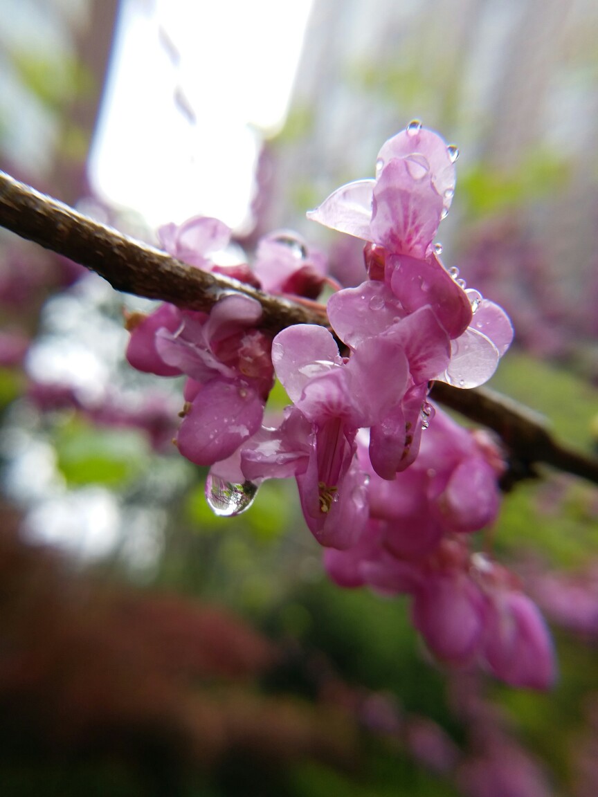 雨花