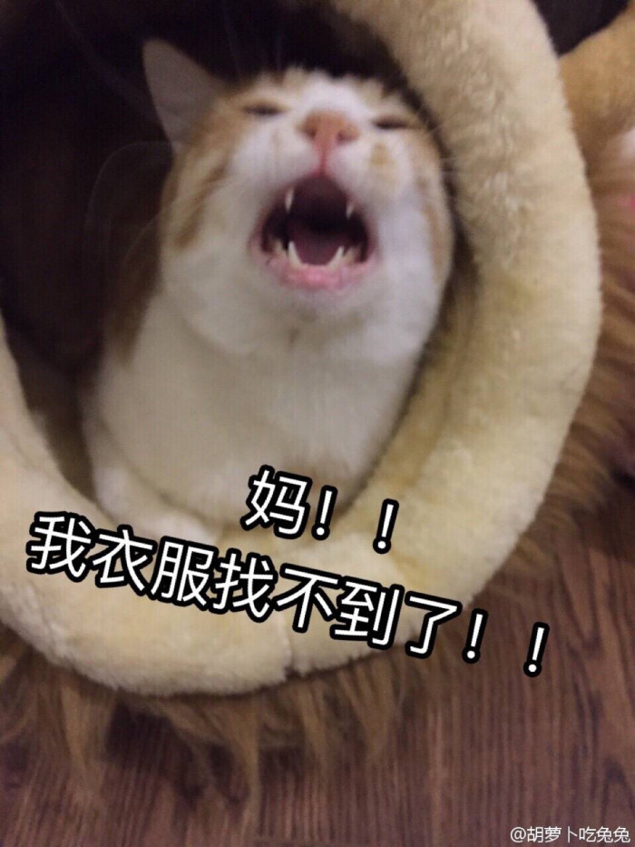 妈!【猫咪系列表情包】