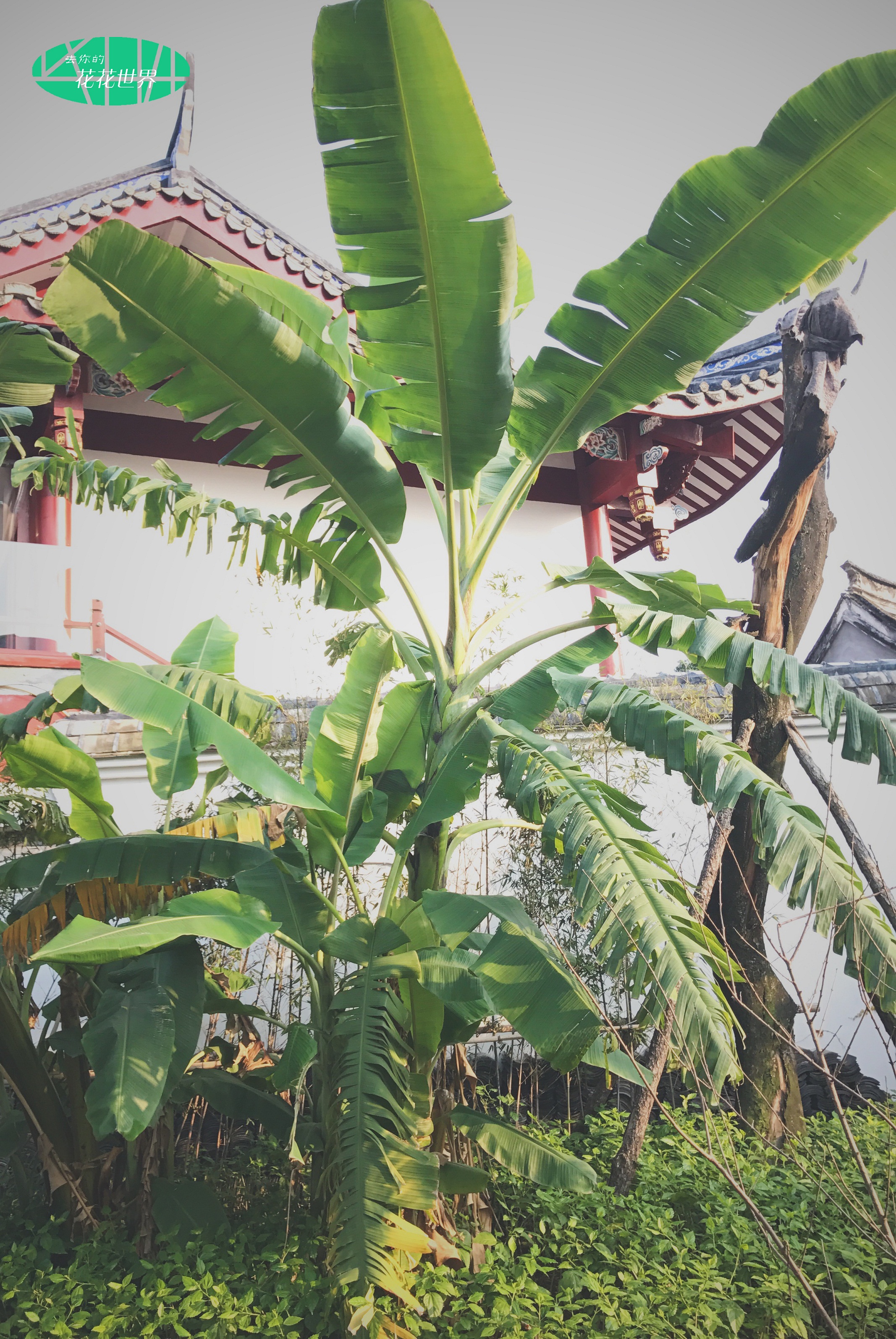 芭蕉 来自我的公众号 去你的花花世界 欢迎大家手动搜索添加 里面日更