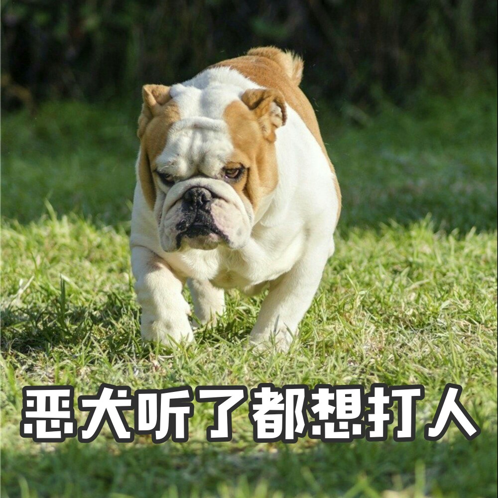 表情包恶犬听了都想打人