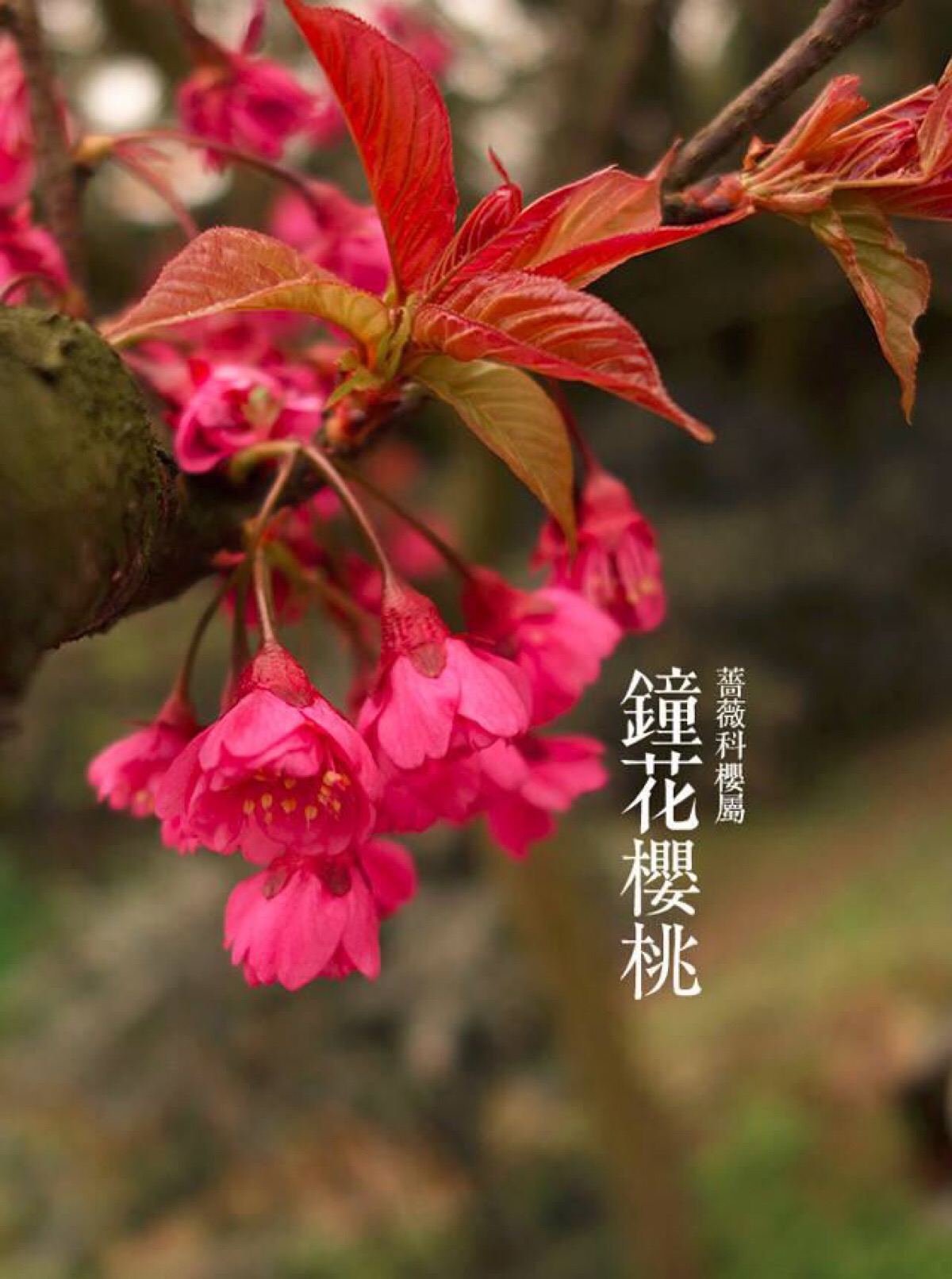 钟花樱桃花期紧随迎春樱桃,花朵下垂,花色艳红,花朵尾部的花托不鼓起