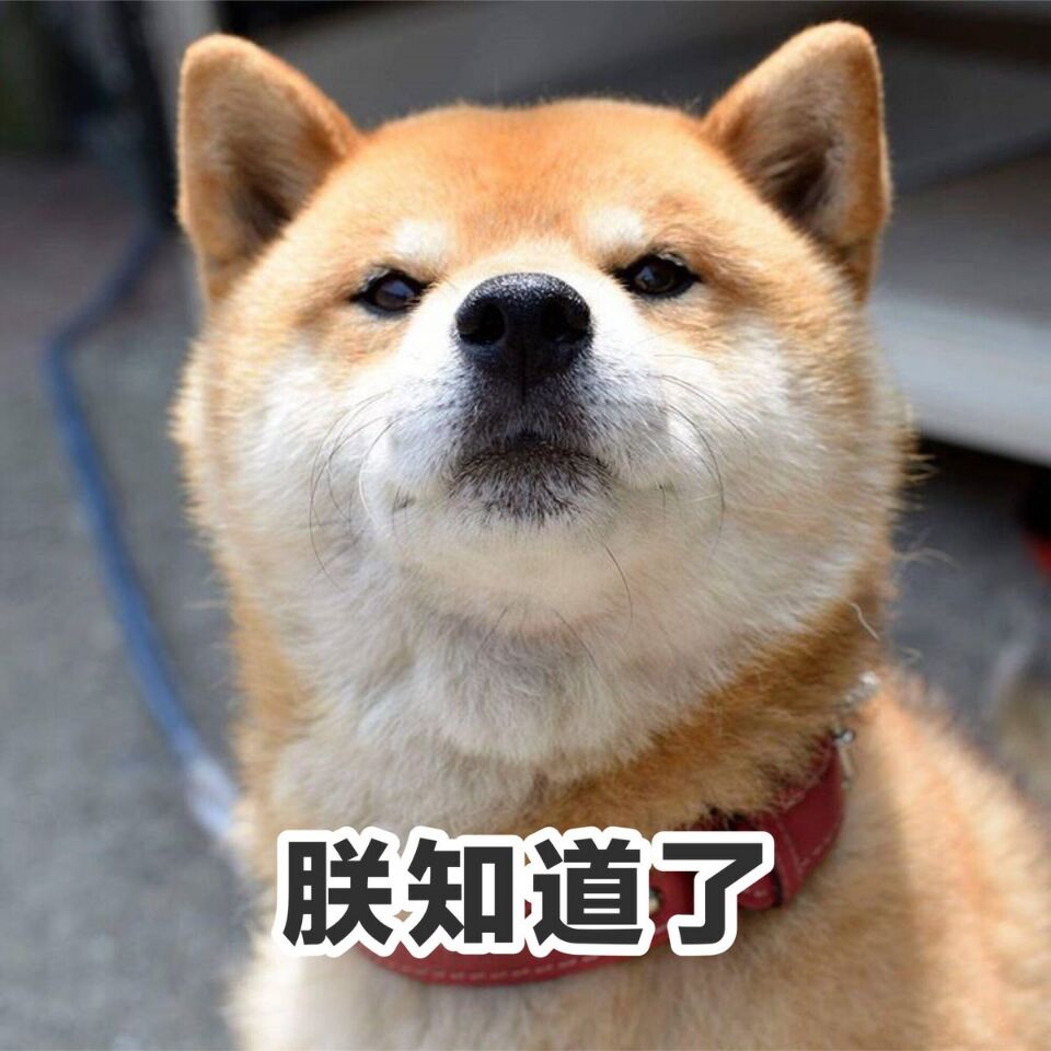 柴犬