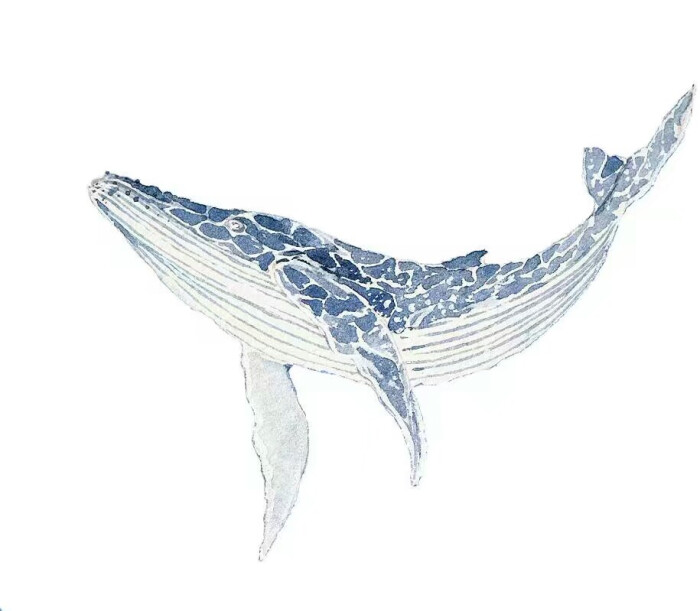 水彩 鲸鱼