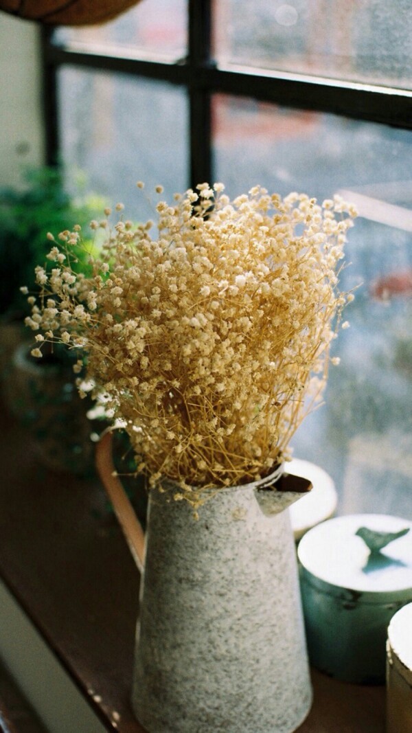 背景图/花/可爱/小清新/文艺