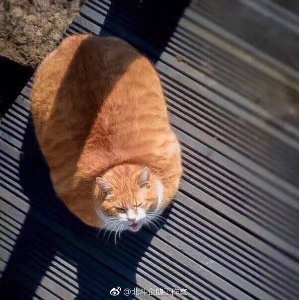 胖胖的橘猫.