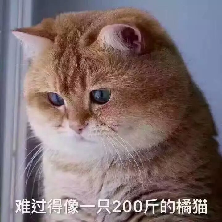 猫表情包