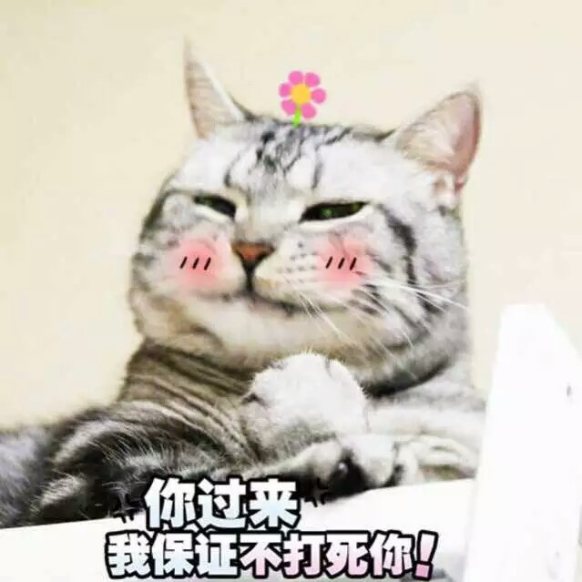 猫表情包