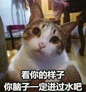 猫表情包