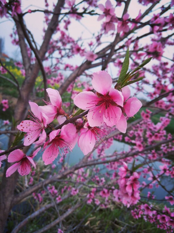 桃花手机摄影