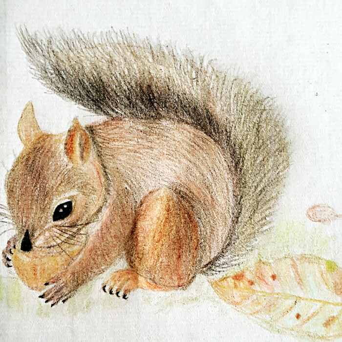 我的彩铅画 小松鼠