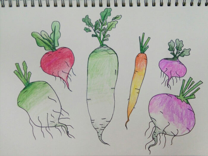 一张简笔画,萝卜