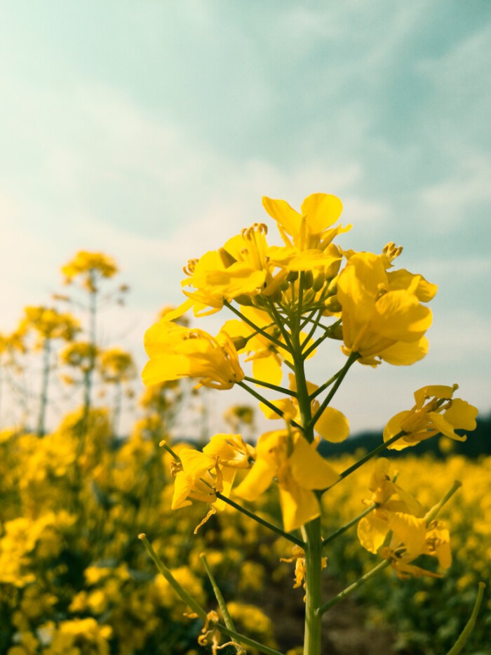 油菜花 黄色 鲜花 春天