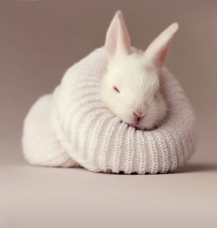 冬眠的兔子