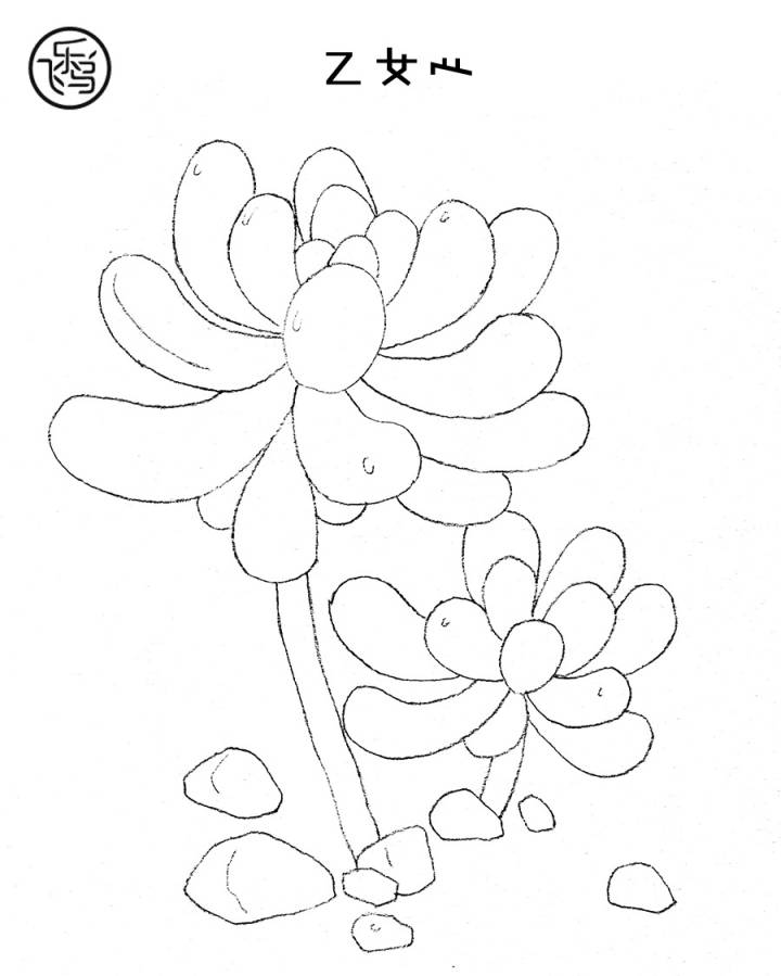 线稿】素材来自飞乐鸟出版的《水彩多肉绘》,建议用彩铅或水彩画练习